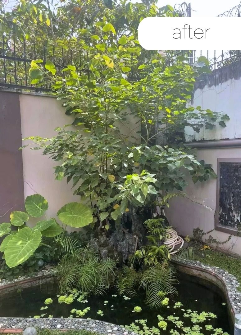 After: thriving pond with large leaves and plants