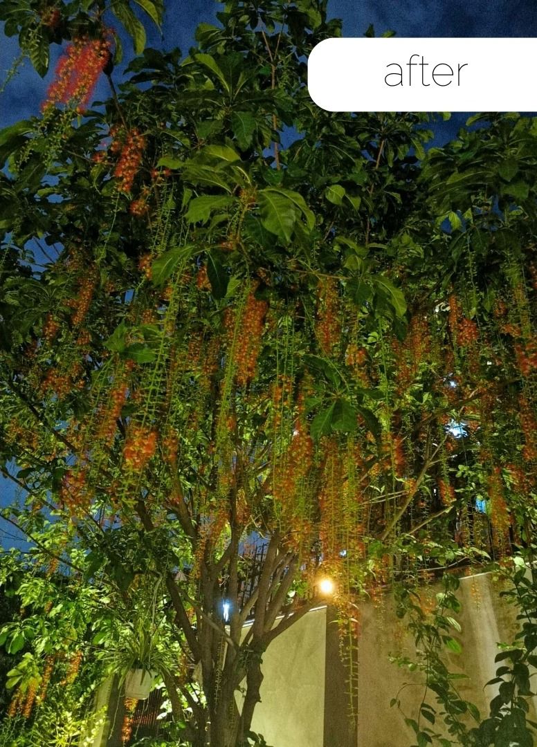After: the same tree in full orange bloom at night